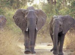elephantsci