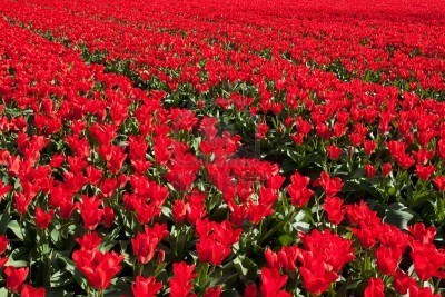 tulipespaysbas